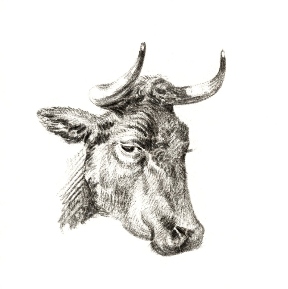Head of a cow by Jean Bernard (1775-1883).