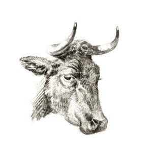 Head of a cow by Jean Bernard (1775-1883).. Free illustration for personal and commercial use.