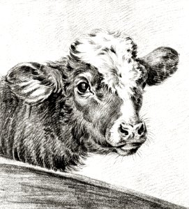 Head of a cow by Jean Bernard (1775-1883).. Free illustration for personal and commercial use.