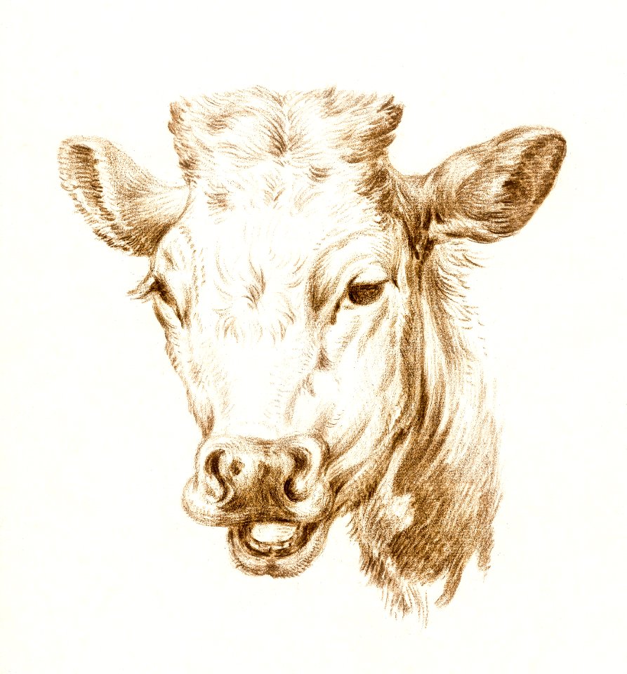 Head of a cow by Jean Bernard (1775-1883).