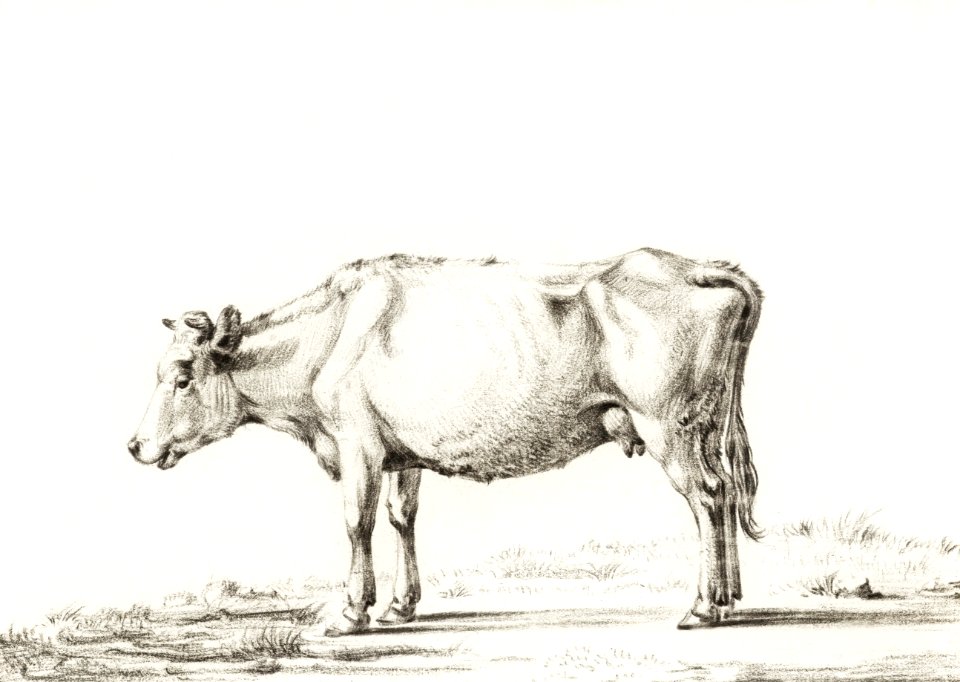 Standing cow by Jean Bernard (1775-1883).