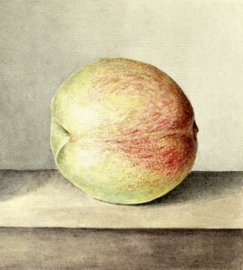 Peach by Jean Bernard (1775-1883).. Free illustration for personal and commercial use.