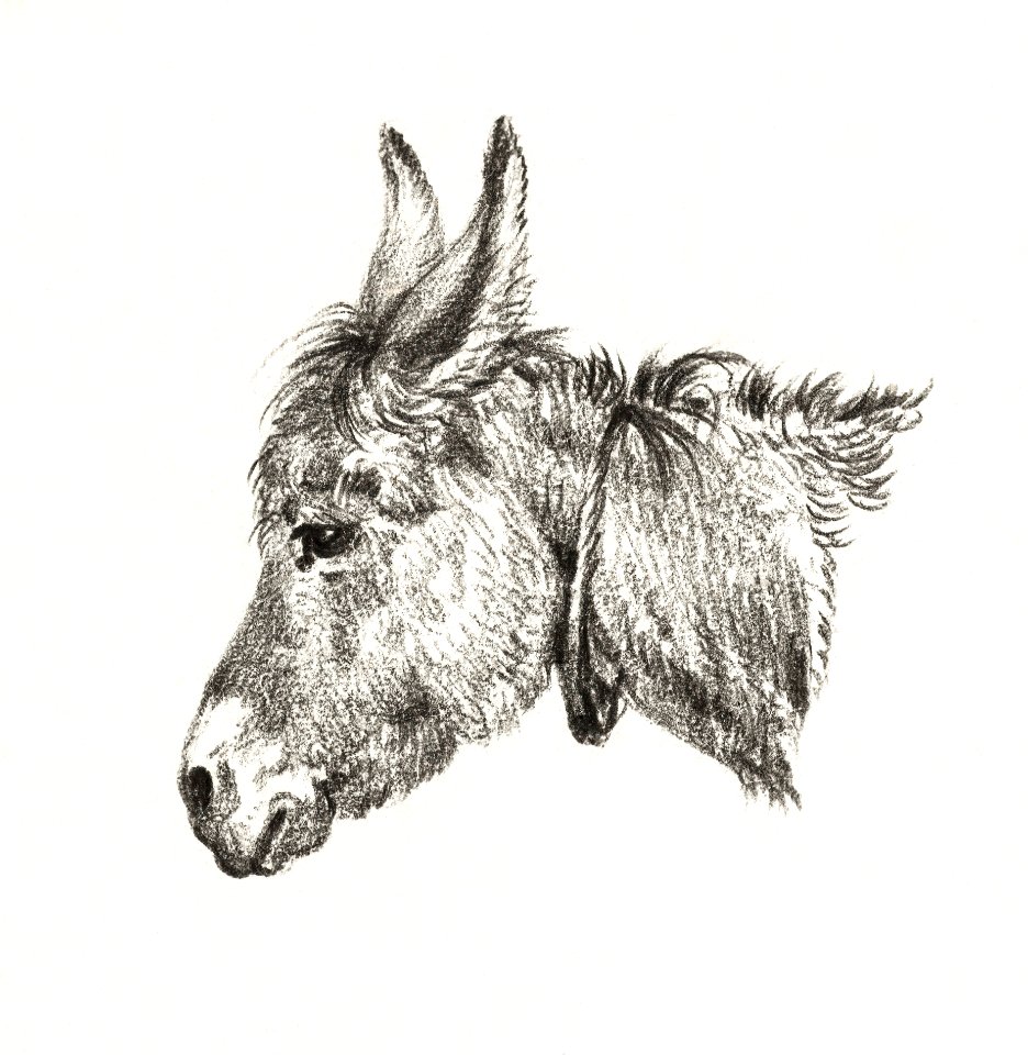 Head of a donkey (1818) by Jean Bernard (1775-1883).. Free illustration for personal and commercial use.