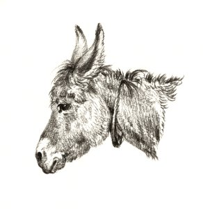 Head of a donkey (1818) by Jean Bernard (1775-1883).
