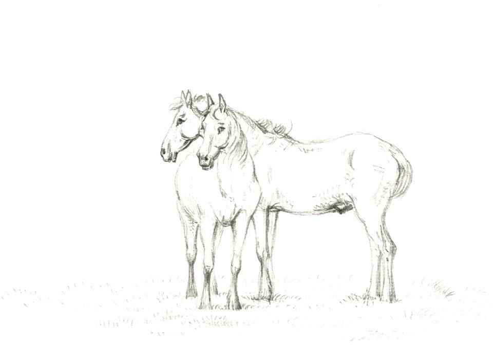 Two horses standing together (1816) by Jean Bernard (1775-1883).