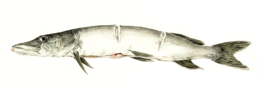 Pike, with two notches by Jean Bernard (1775-1883).. Free illustration for personal and commercial use.