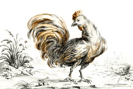 Rooster by Jean Bernard (1775-1883).. Free illustration for personal and commercial use.