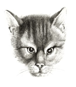 Sketch of a cat by Jean Bernard (1775-1883).