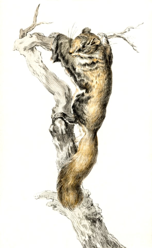 Flying squirrel, on a branch by Jean Bernard (1775-1883).