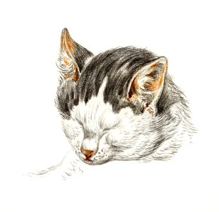 Sketch of a cat (1828) by Jean Bernard (1775-1883).. Free illustration for personal and commercial use.