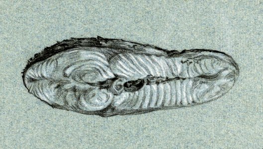 Moot cooked salmon (1807) by Jean Bernard (1775-1883).