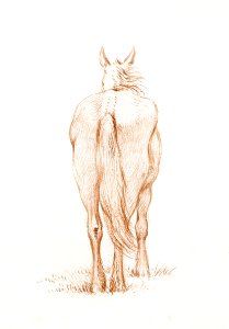 Standing horse (1815) by Jean Bernard (1775-1883).