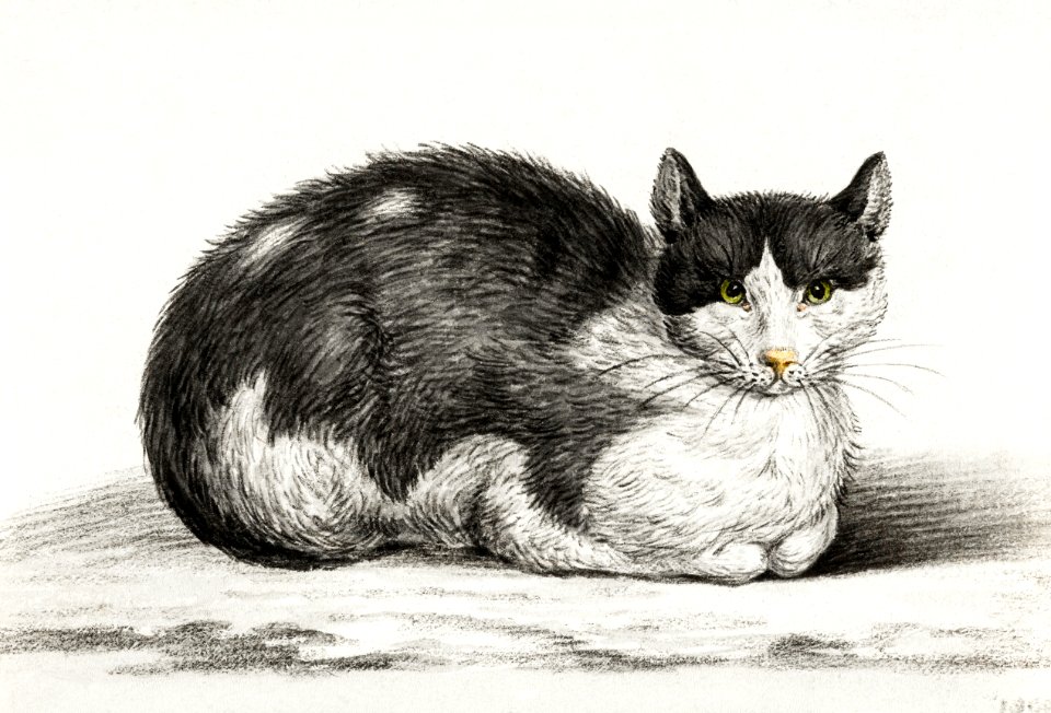 Lying cat (1800) by Jean Bernard (1775-1883).