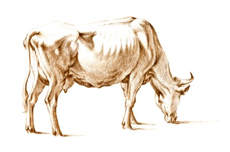 Grazing cow by Jean Bernard (1775-1883).. Free illustration for personal and commercial use.