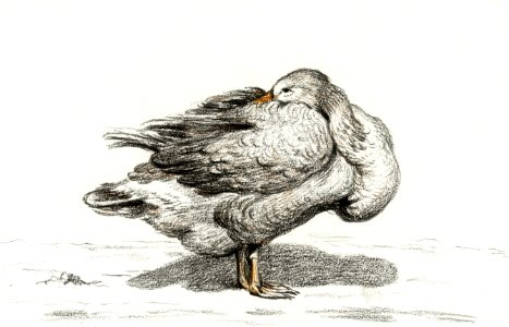 Goose (1816) by Jean Bernard (1775-1883).. Free illustration for personal and commercial use.