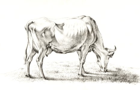 Grazing cow by Jean Bernard (1775-1883).. Free illustration for personal and commercial use.