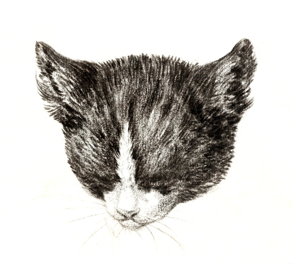 Sketch of a cat by Jean Bernard (1775-1883).