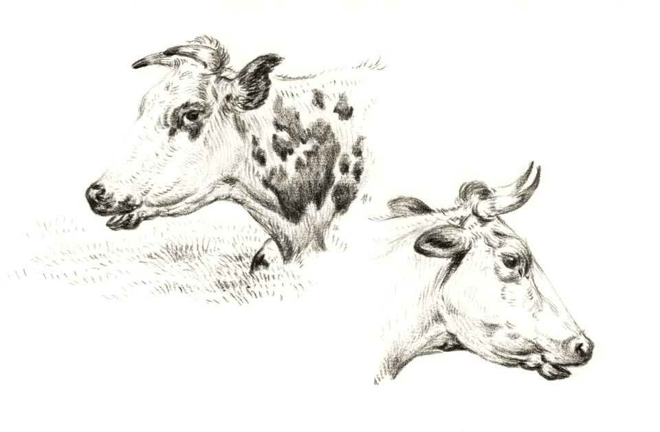 Two studies of the head of a cow (1825) by Jean Bernard (1775-1883).