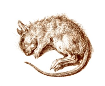 Dead rat (1812) by Jean Bernard (1775-1883).