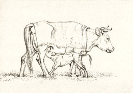 Calf drinking with his mother (1815) by Jean Bernard (1775-1883).