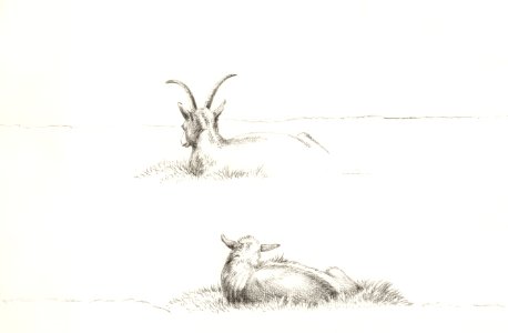 Sketches of a lying goat and a sheep by Jean Bernard (1775-1883).