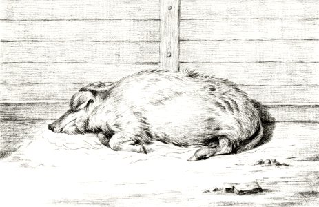 Lying pig (1812) by Jean Bernard (1775-1883).. Free illustration for personal and commercial use.