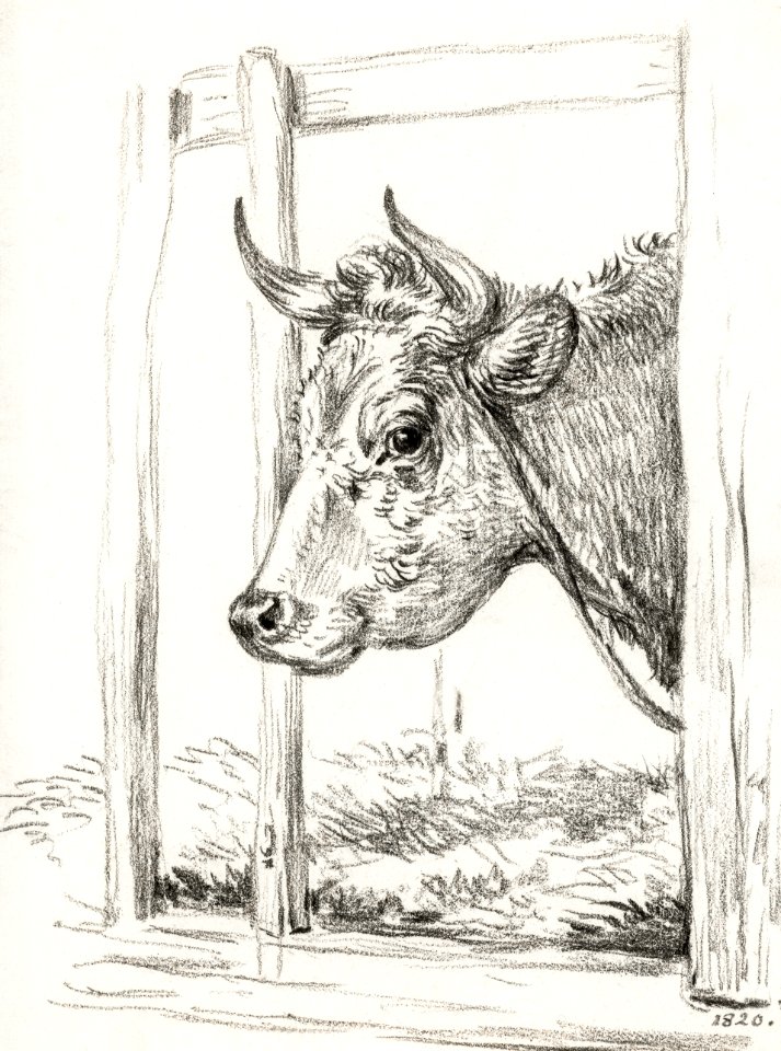 Head of a cow (1820) by Jean Bernard (1775-1883).