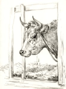 Head of a cow (1820) by Jean Bernard (1775-1883).