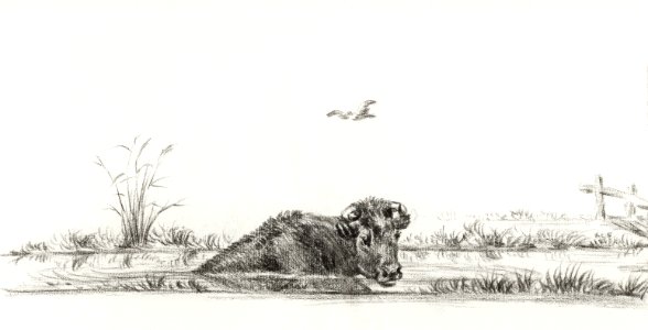 Cow in the water by Jean Bernard (1775-1883).. Free illustration for personal and commercial use.