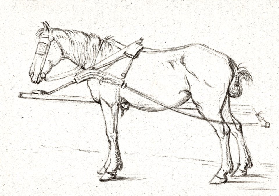 Standing harnessed horse (1815) by Jean Bernard (1775-1883).
