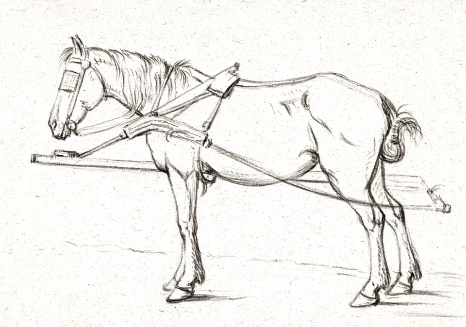 Standing harnessed horse (1815) by Jean Bernard (1775-1883).. Free illustration for personal and commercial use.