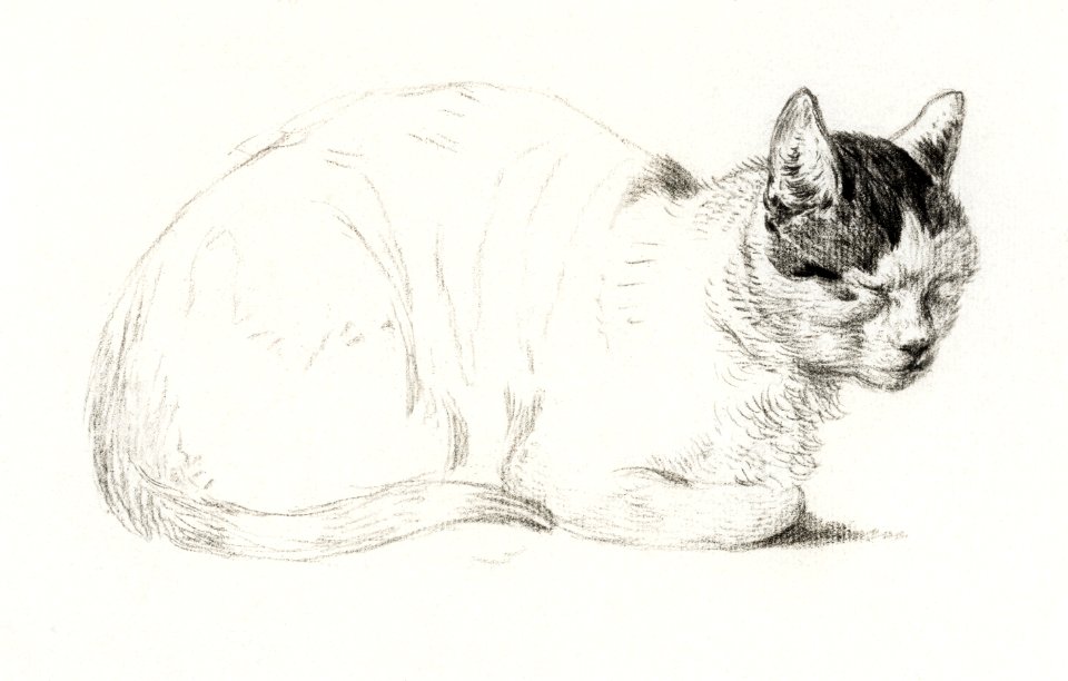 Sketch of a cat (1815) by Jean Bernard (1775-1883).
