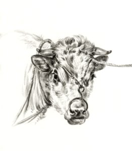 Head of a cow, with a ring through the nose (1820) by Jean Bernard (1775-1883).
