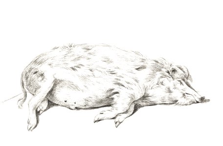 Lying pig by Jean Bernard (1775-1883).
