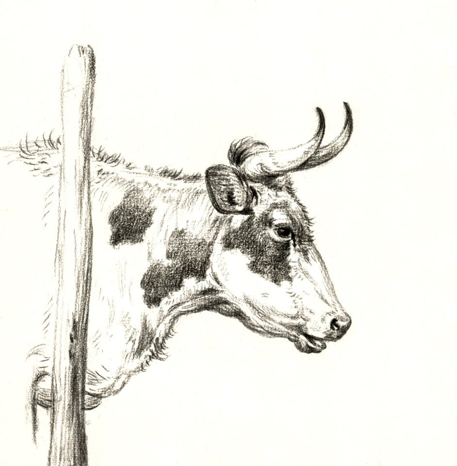 Head of a cow, to the right (1820) by Jean Bernard (1775-1883).