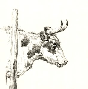 Head of a cow, to the right (1820) by Jean Bernard (1775-1883).. Free illustration for personal and commercial use.