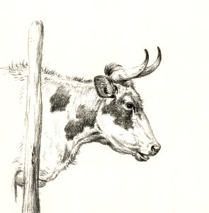 Head of a cow, to the right (1820) by Jean Bernard (1775-1883).