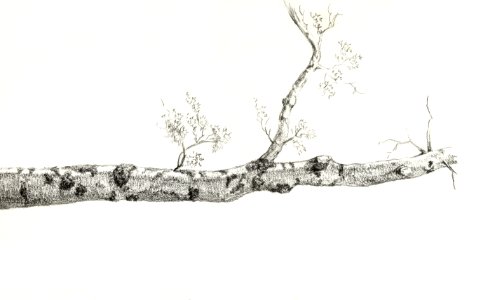 Study of a tree (1816) by Jean Bernard (1775-1883).