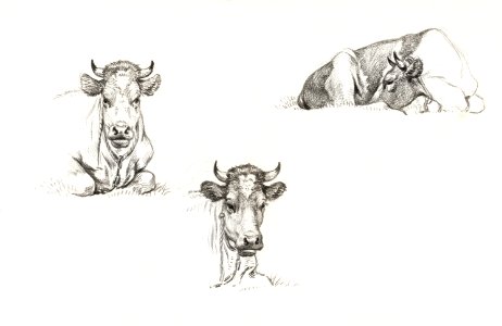 Three sketches of a lying cow (1816) by Jean Bernard (1775-1883).. Free illustration for personal and commercial use.