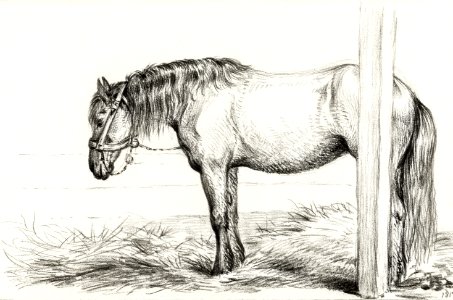 Standing horse (1817) by Jean Bernard (1775-1883).