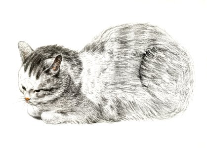 Sketch of a lying cat by Jean Bernard (1775-1883).