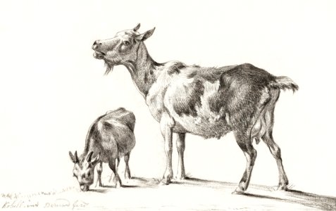 Goats by Jean Bernard (1775-1883).. Free illustration for personal and commercial use.
