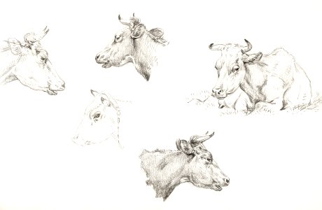 Four study sketches of cows (1821) by Jean Bernard (1775-1883).