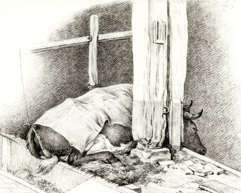 Lying cow (1812) by Jean Bernard (1775-1883).