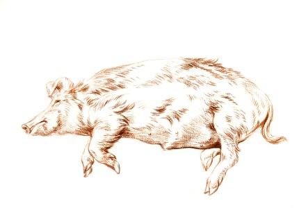 Lying pig (1812) by Jean Bernard (1775-1883).. Free illustration for personal and commercial use.