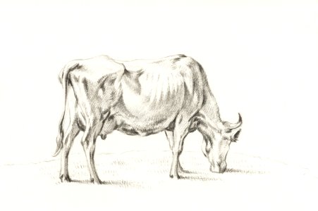 Standing cow by Jean Bernard (1775-1883).. Free illustration for personal and commercial use.