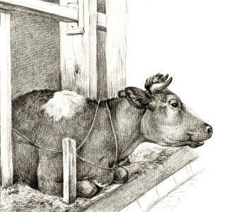 Lying cow (1812) by Jean Bernard (1775-1883).. Free illustration for personal and commercial use.