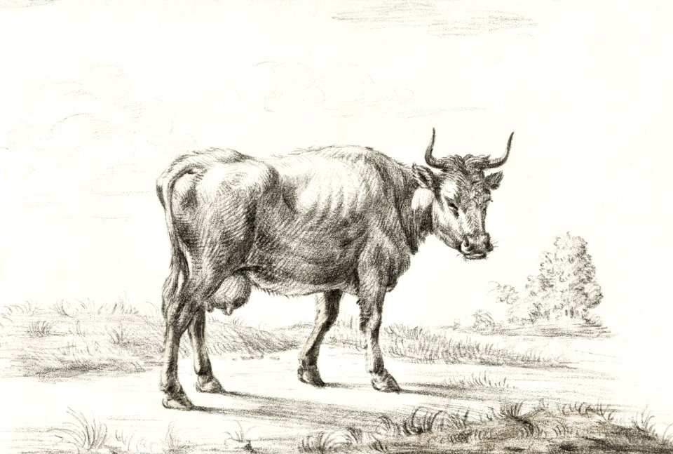 Cow by Jean Bernard (1775-1883).