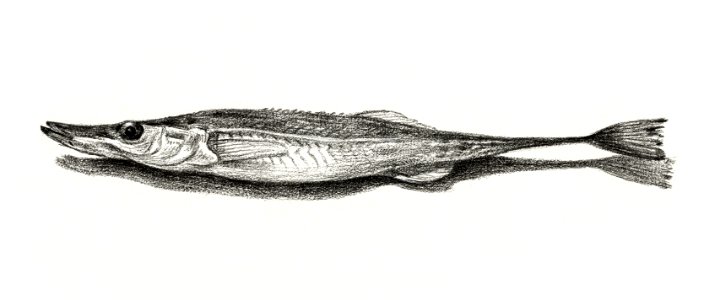 Fish (1819) by Jean Bernard (1775-1883).. Free illustration for personal and commercial use.