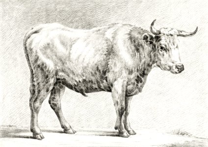 Standing bull by Jean Bernard (1775-1883).. Free illustration for personal and commercial use.